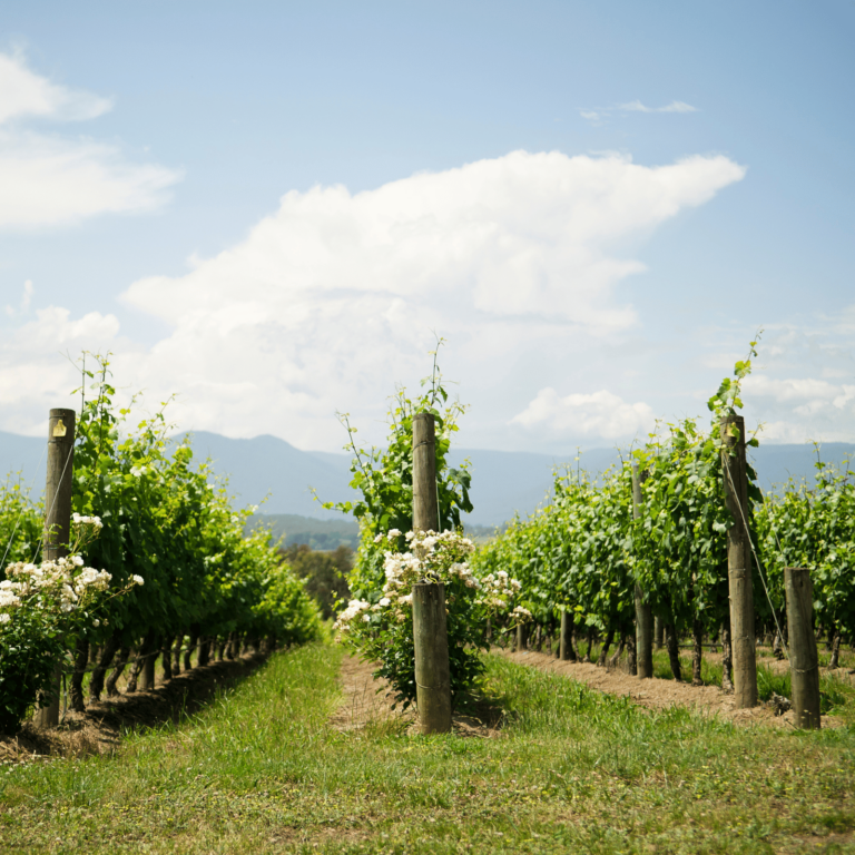 kumeu winery rows with blue sky